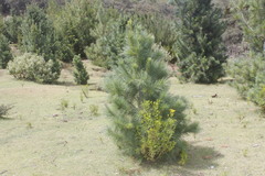 Pinus stylesii