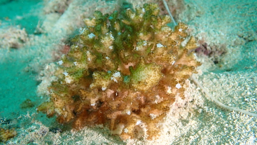 Cauliflower coral