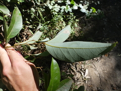 Cryptocarya