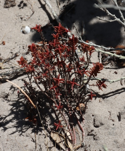 Crassula subulata