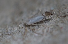 Phyllonorycter clemensella