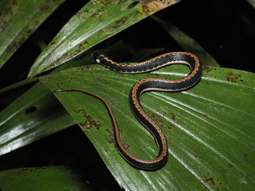 Günther's Keelback