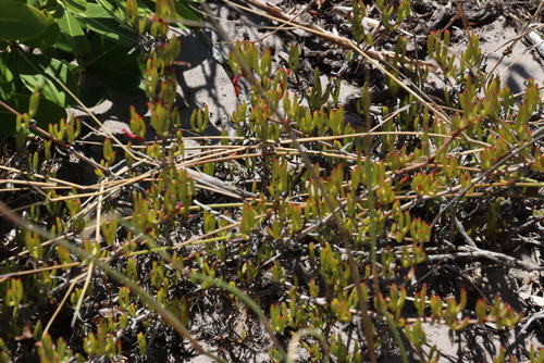 Image of Ruschia macowanii by (c) Tony Rebelo, some rights reserved (CC BY-SA)