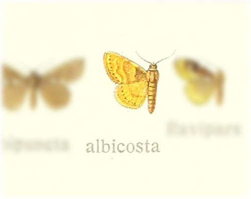 Enispa albicosta