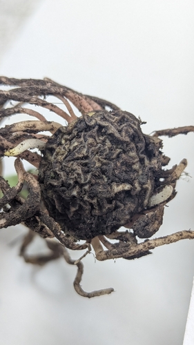 Arisaema ringens, photograph 3