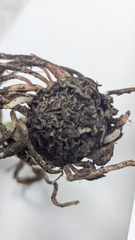 Arisaema ringens, photograph Cheng-Te Hsu, CC BY, iNaturalist via GBIF