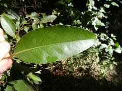 Cryptocarya