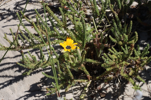 Sandveld African Daisy (Arctotis breviscapa)