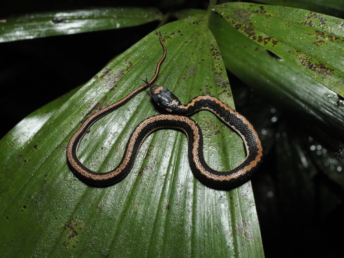 Rhabdophis chrysargoides