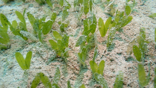 Halophila decipiens iNat (2)