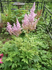 Astilbe × arendsii