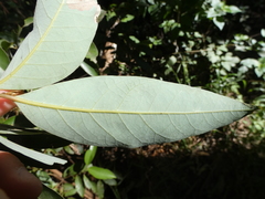 Cryptocarya