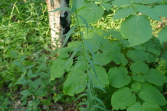 Euthamia graminifolia nuttallii