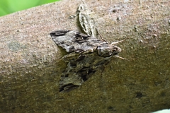 Psilogramma discistriga