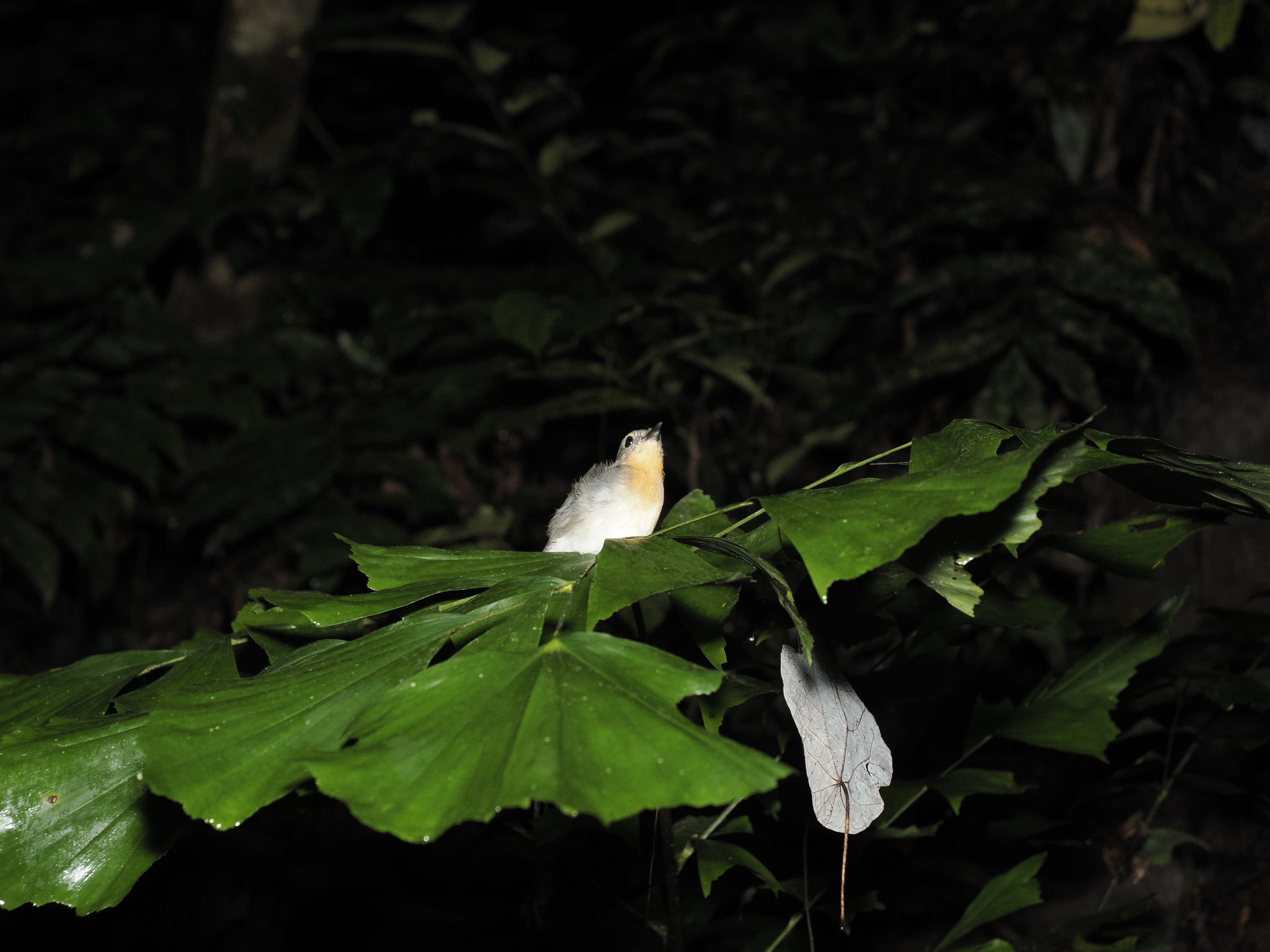 Rufous-throated Flycatcher (Ficedula rufigula), photo 3