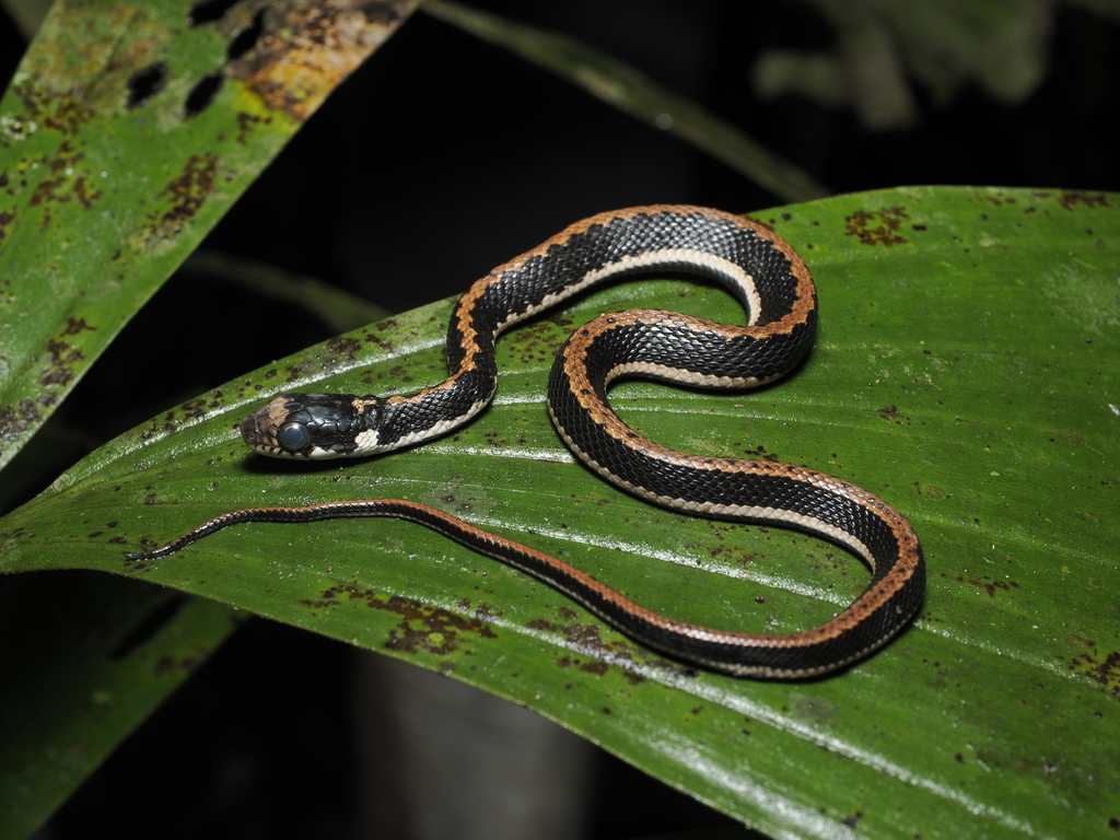 Günther's Keelback (Rhabdophis chrysargoides)