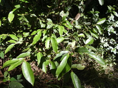 Cryptocarya