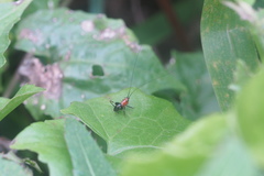 Conocephalus melaenus