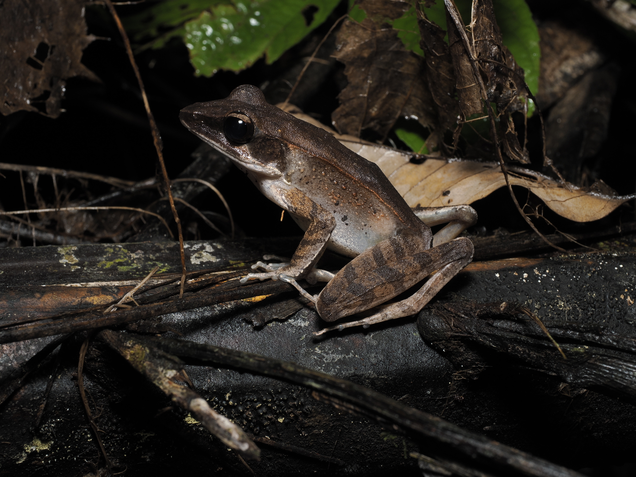 Celebes Frog, Hylarana celebensis