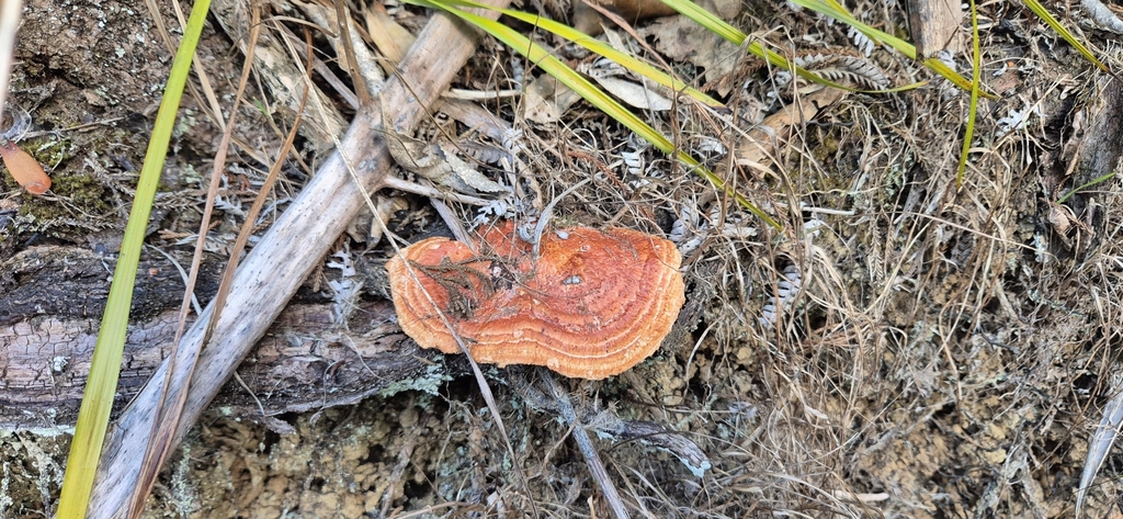 Trametes coccinea · February 2025 · photo: © opanukuexplorer (iNaturalist, cc0)
