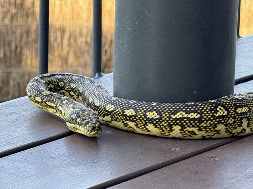 Diamond Python sighting