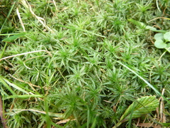 Atrichum selwynii