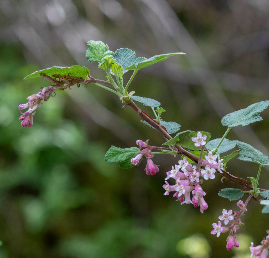 Chaparral Currant