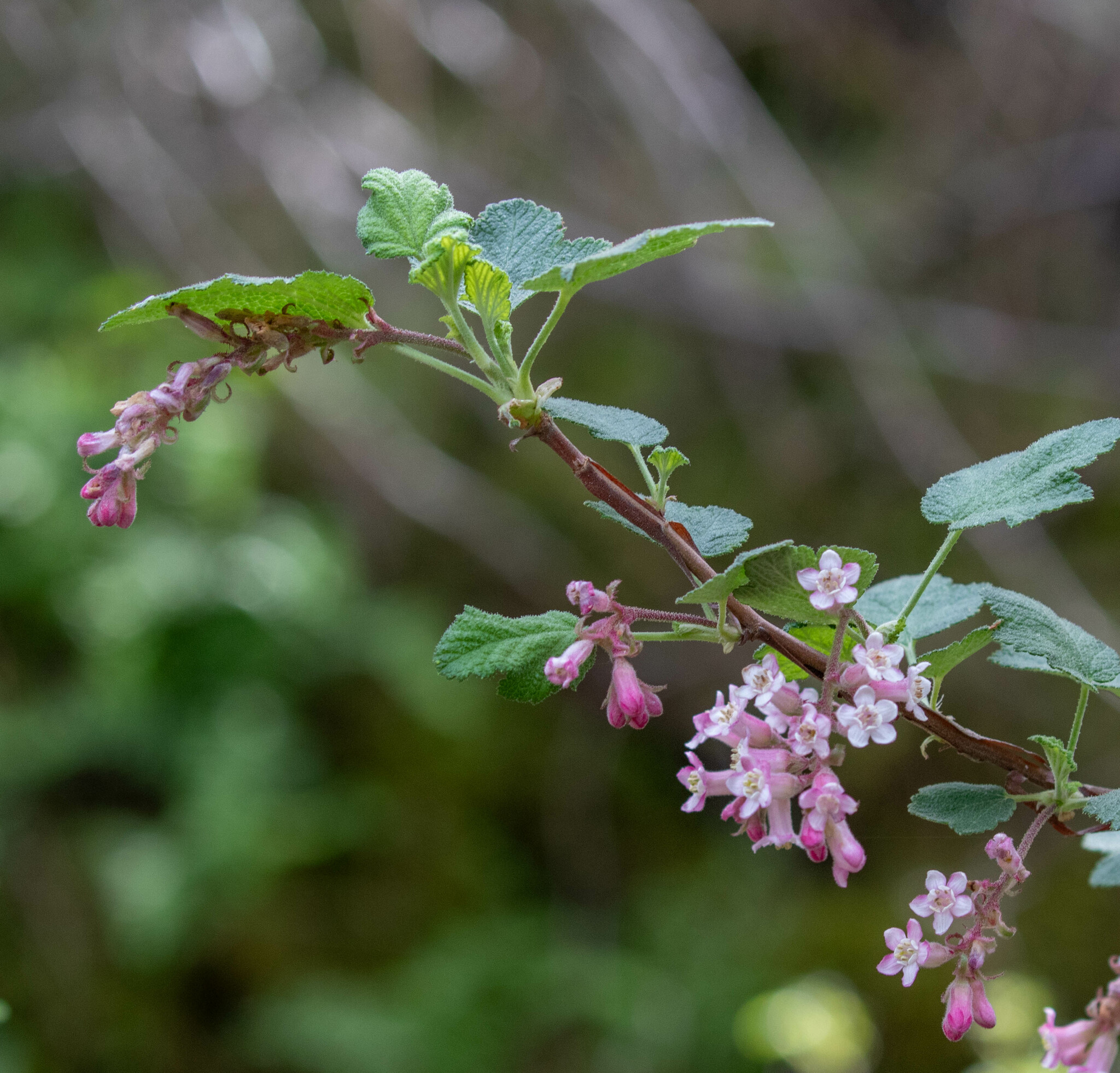 Ribes malvaceum