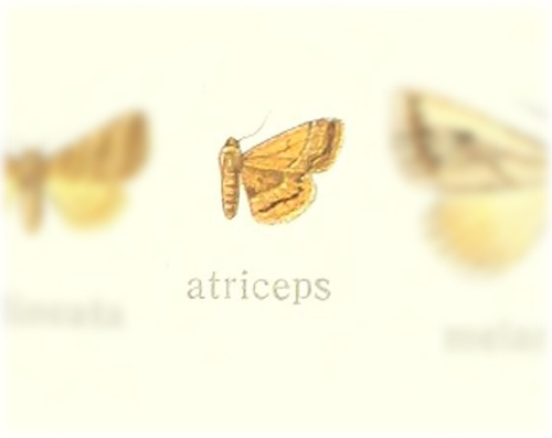 Enispa atriceps