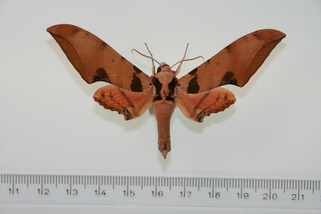 Ambulyx latifascia