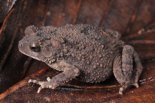 Ingerophrynus macrotis, 2022-09-29