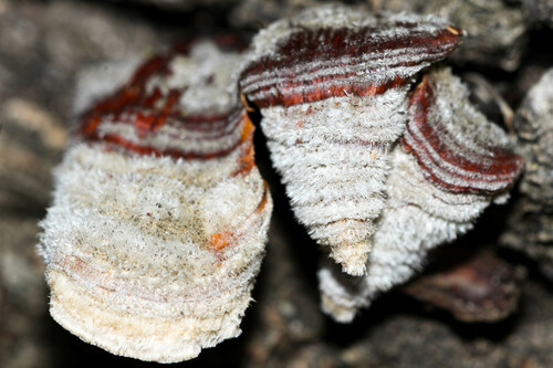 Gauruotoji plutpintė nuotrauka