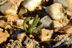 Senecio bulbinifolius