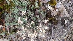 Leontopodium microphyllum