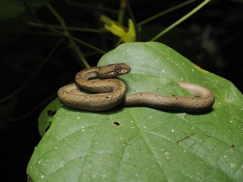 Psammodynastes pulverulentus