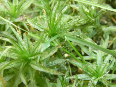 Atrichum selwynii