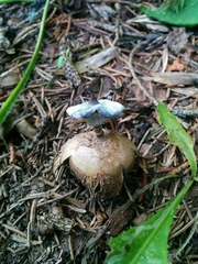 Geastrum striatum