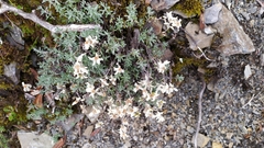 Leontopodium microphyllum