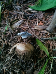 Geastrum striatum