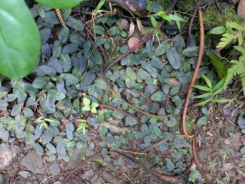 Strobilanthes reptans observed 2025-01-28