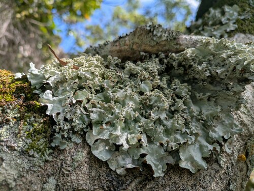 Parmotrema cristiferum observed 2025-01-28