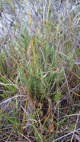 Greslania circinata observed 2025-02-01