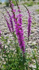 Lythrum salicaria