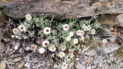 Anaphalis nepalensis