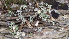 Anaphalis nepalensis