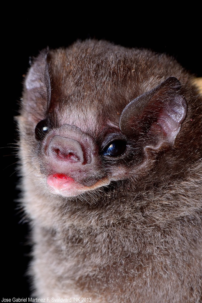 cute vampire bats