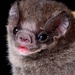Hairy-legged Vampire Bat - Photo (c) Jose G. Martinez-Fonseca, some rights reserved (CC BY-NC), uploaded by Jose G. Martinez-Fonseca