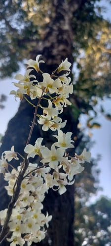 Dendrobium ovatum, photograph 2