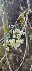 (c) Arun9487, some rights reserved (CC BY) Dendrobium ovatum, photograph (c) Arun9487, some rights reserved (CC BY)