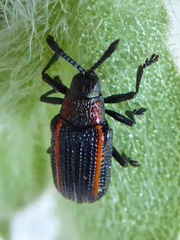 Microrhopala rubrolineata